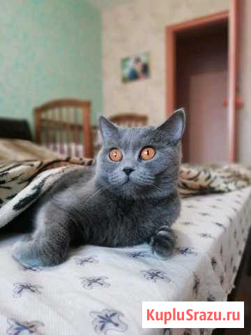 Кошка на вязку скотиш страйт Пермь - изображение 1