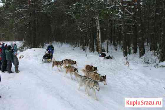 Катание на упряжке хаски Рыбинск