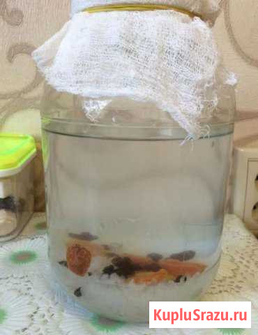 Индийский морской риc Мытищи - изображение 1