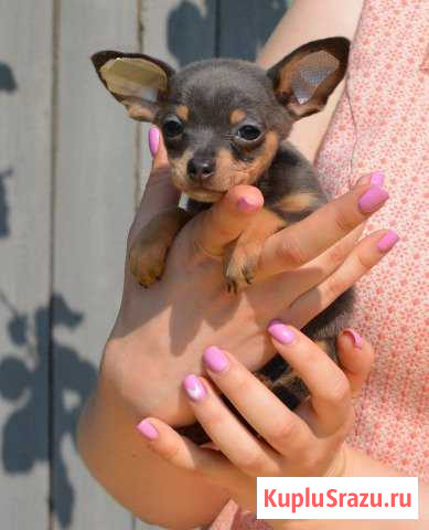 Высокопородные той терьеры Раменское - изображение 1