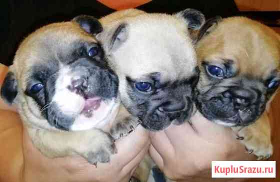 Французский бульдог Серпухов