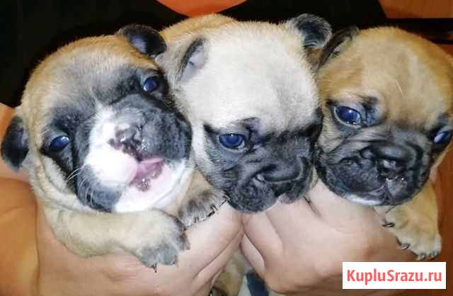 Французский бульдог Серпухов - изображение 1