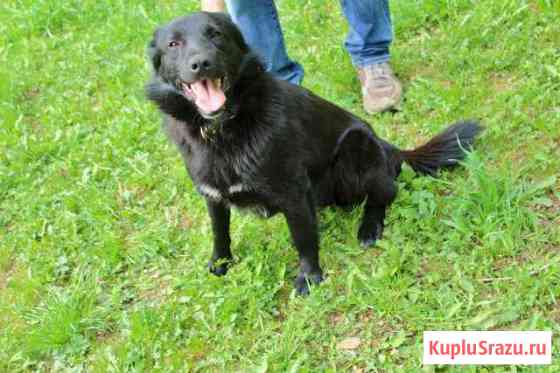Очень умный пёс Черныш в добрые руки Серпухов