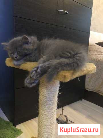 Чудесные котята Воскресенск - изображение 1