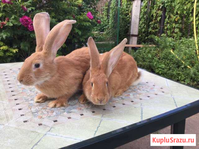 Кролики Одинцово - изображение 1