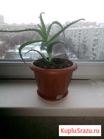 Столетник Жуковский - изображение 1