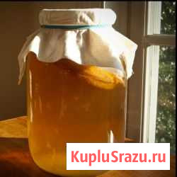 Чайный гриб Долгопрудный - изображение 1