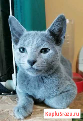 Русская голубая Воскресенское - изображение 1