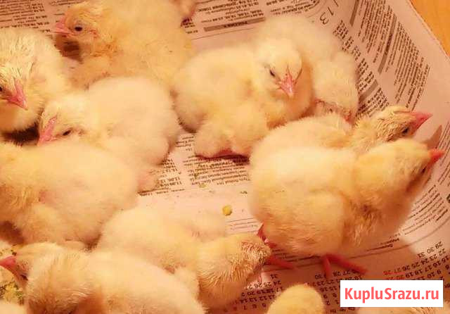 Цыплята бройлеры Клин - изображение 1