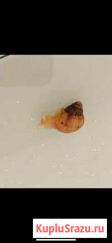 Улитка фулика Одинцово - изображение 1