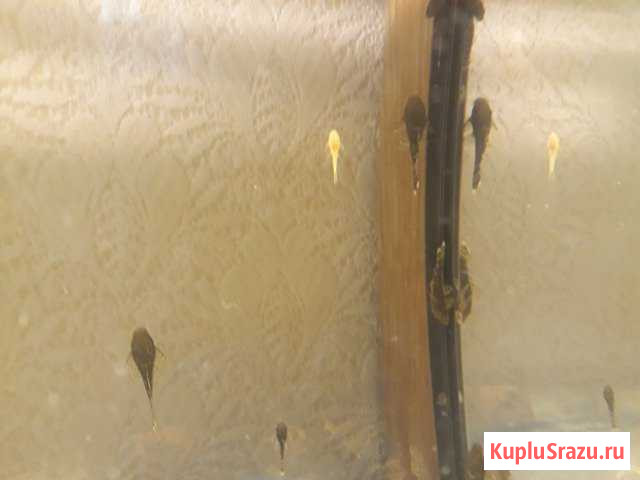 Анциструс Балашиха - изображение 1