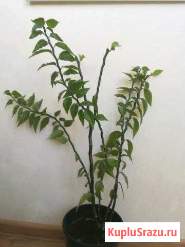 Педилантус Пушкино - изображение 1