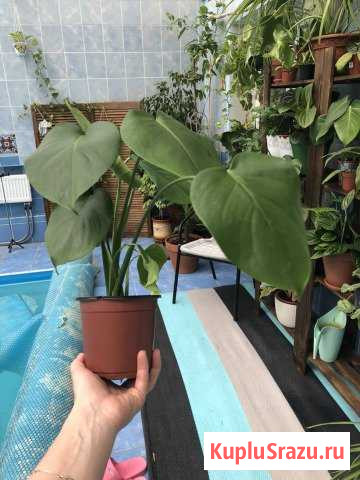 Monstera Химки - изображение 1
