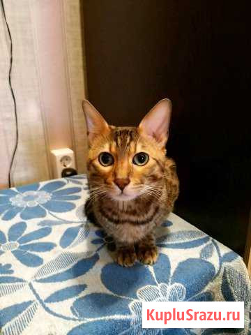 Вязка с кошкой Химки - изображение 1