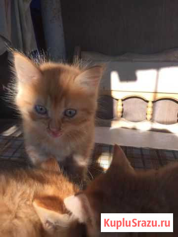 Малыши рыжики в надежные руки Руза - изображение 1