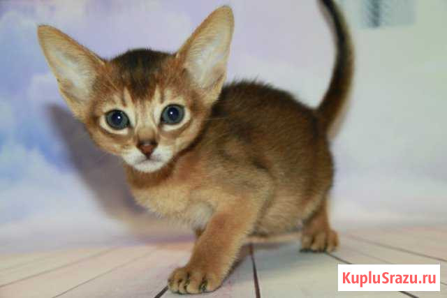 Кошечка Чинзана Клин - изображение 1