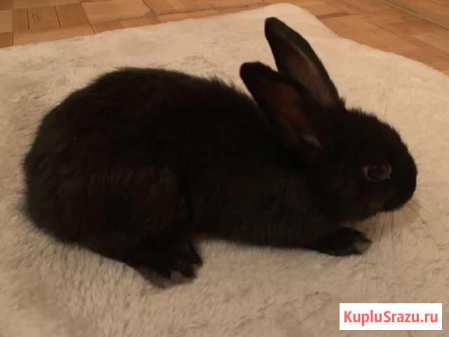 Декоративный кролик с клеткой Мытищи - изображение 1