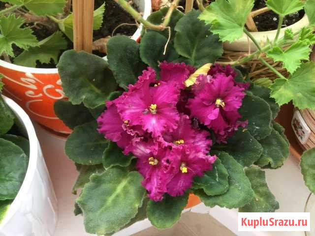 Фиалка Одинцово - изображение 1