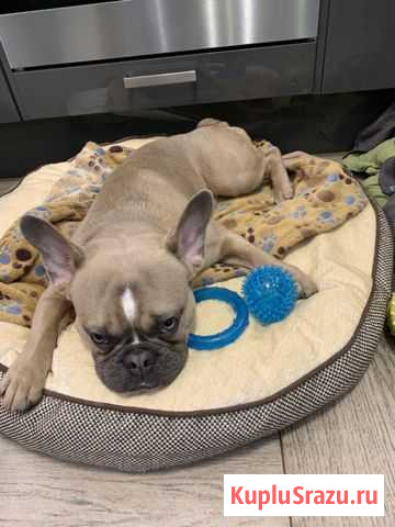 Вязка французский бульдог Химки - изображение 1