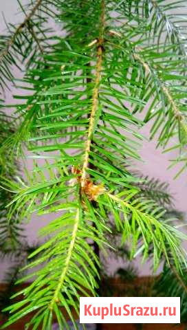 Пихта сибирская Одинцово - изображение 1