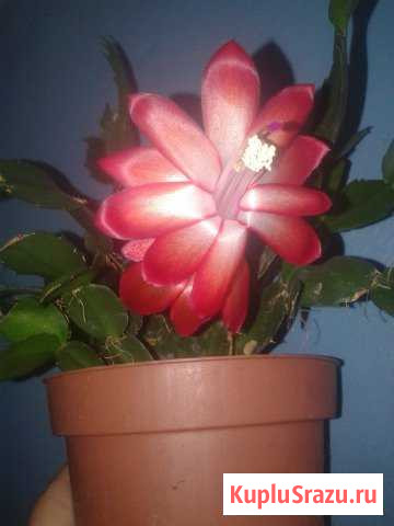 Декабрист Коломна - изображение 1