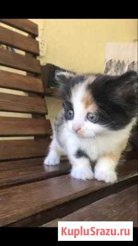Котята бесплатно Тихорецк - изображение 1