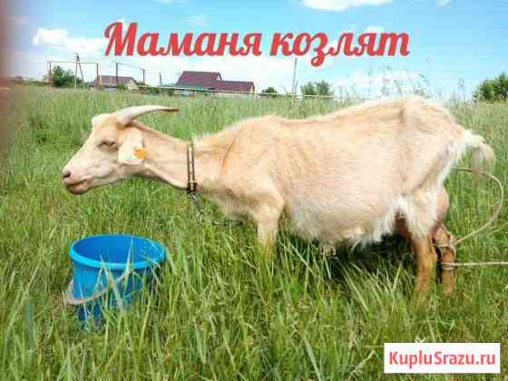Коза и козлята (козочка) Крымск