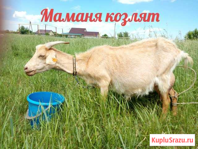 Коза и козлята (козочка) Крымск - изображение 1