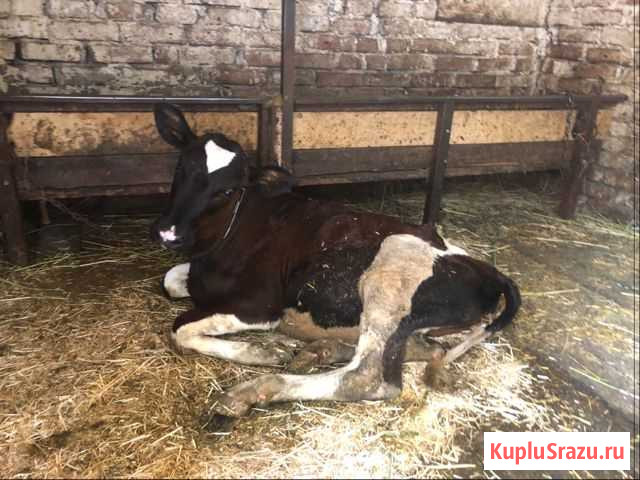 Продаётся тёлочка Раздольная - изображение 1