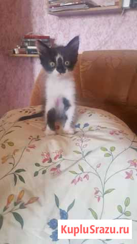 Котята Новочеркасск - изображение 1
