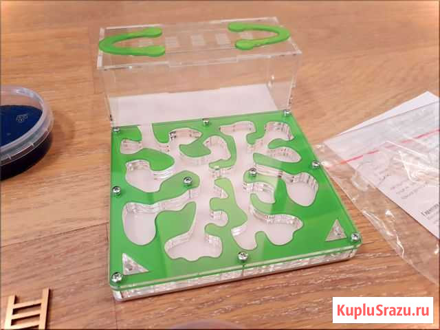 Муравьиный ферма формикарий Санкт-Петербург - изображение 1