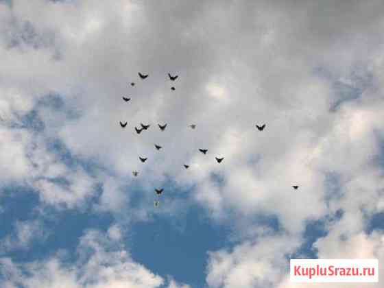 Голуби Ейск