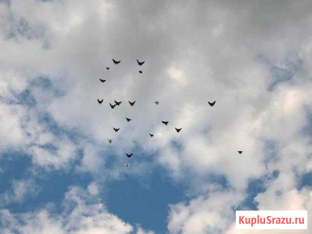 Голуби Ейск - изображение 1