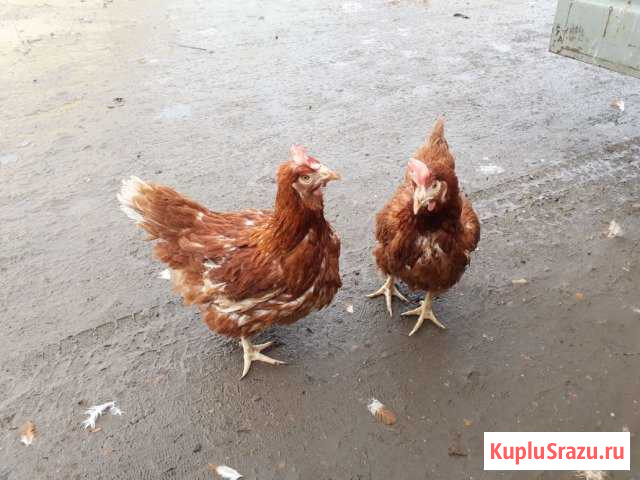 Куры Горячий Ключ - изображение 1