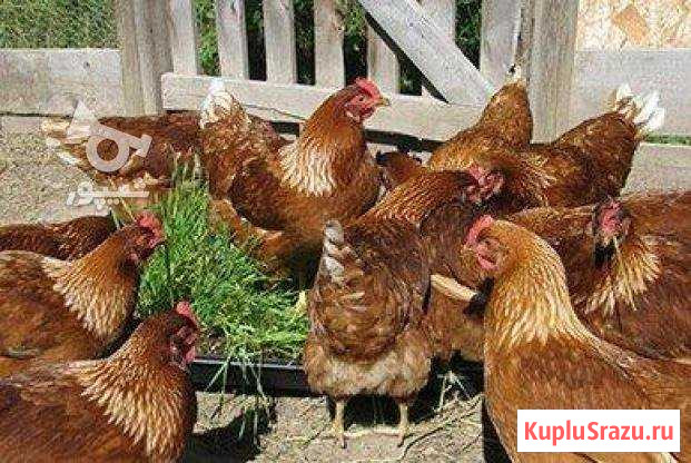 Куры Старонижестеблиевская - изображение 1