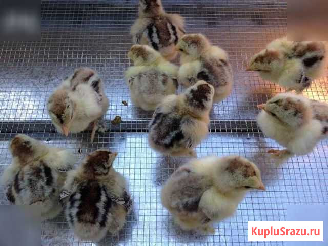 Цыплята брама куропатчатая Абинск - изображение 1