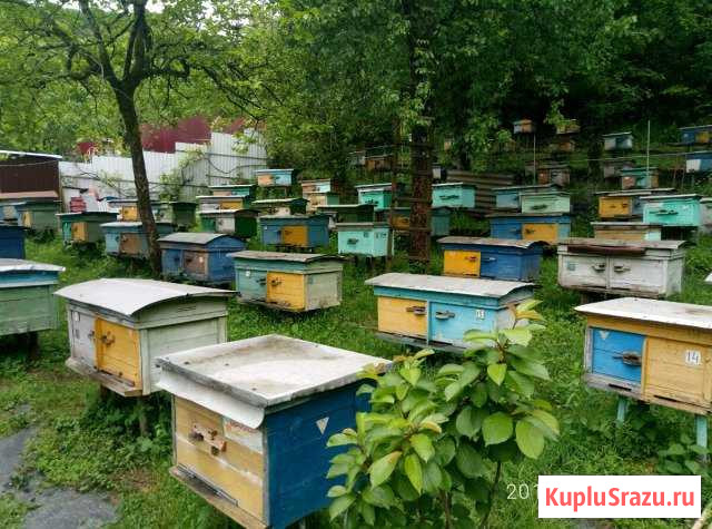 Пчеломатки. Серая горная кавказская. Красная полян Сочи - изображение 1