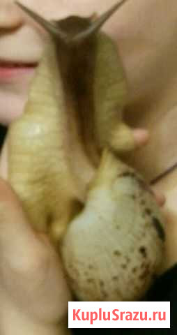 Улитка Ахатина черноголовая Санкт-Петербург - изображение 1