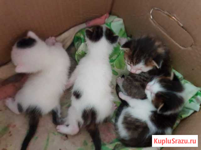 Котята Небуг - изображение 1
