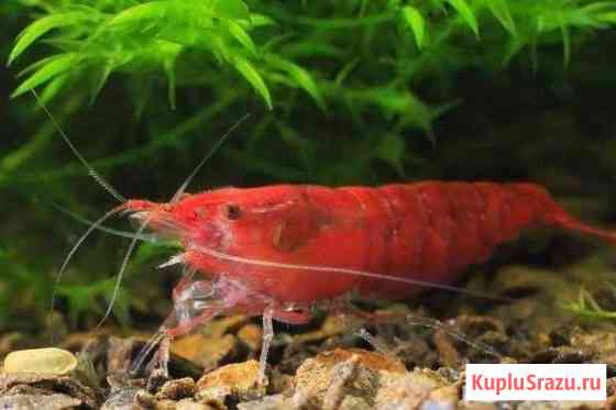 Раки голубые Набережные Челны