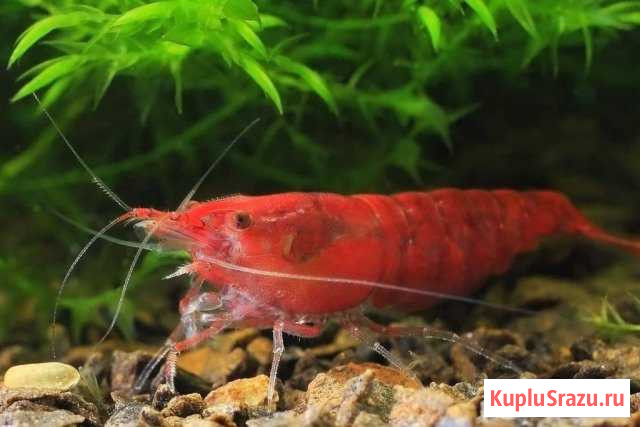 Раки голубые Набережные Челны - изображение 1