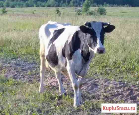 Корова Казань