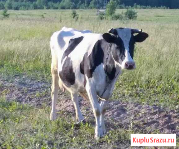 Корова Казань - изображение 1