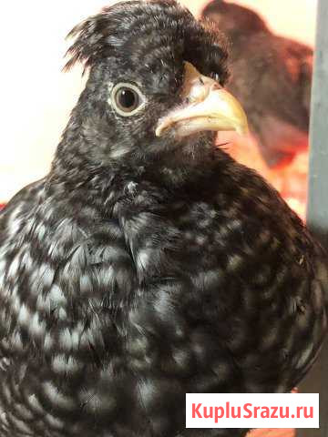 Инкубационное Яйцо кур породы Шанделар Нижний Тагил - изображение 1