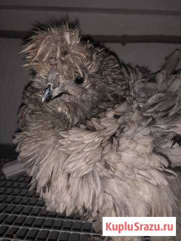 Яйцо курочек Фризли (Frizzle от шёлка) Нижний Тагил - изображение 1