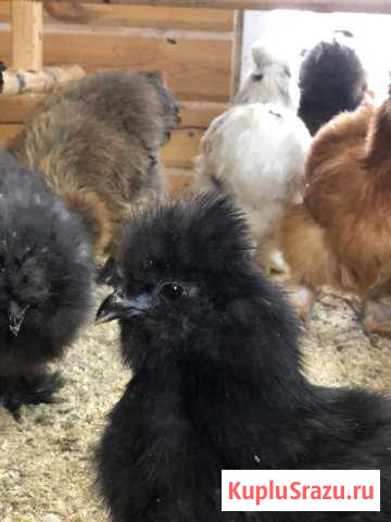 Яйцо шелковых кур Нижний Тагил - изображение 1