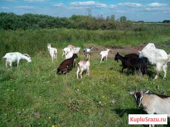 Вьетнамские Свиньи; Козы Ламанча, Альпицы; Быки Нижнекамск