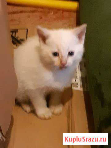 Котенок Нижний Тагил - изображение 1