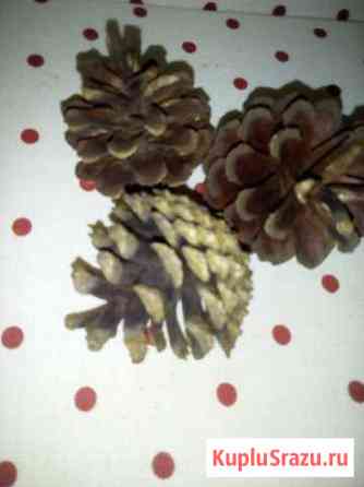 Шишки сосновые еловые Всеволожск