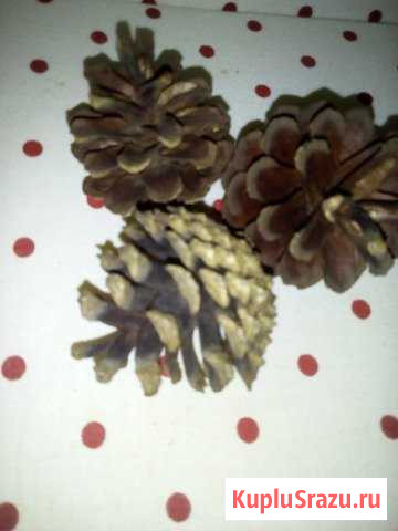 Шишки сосновые еловые Всеволожск - изображение 1